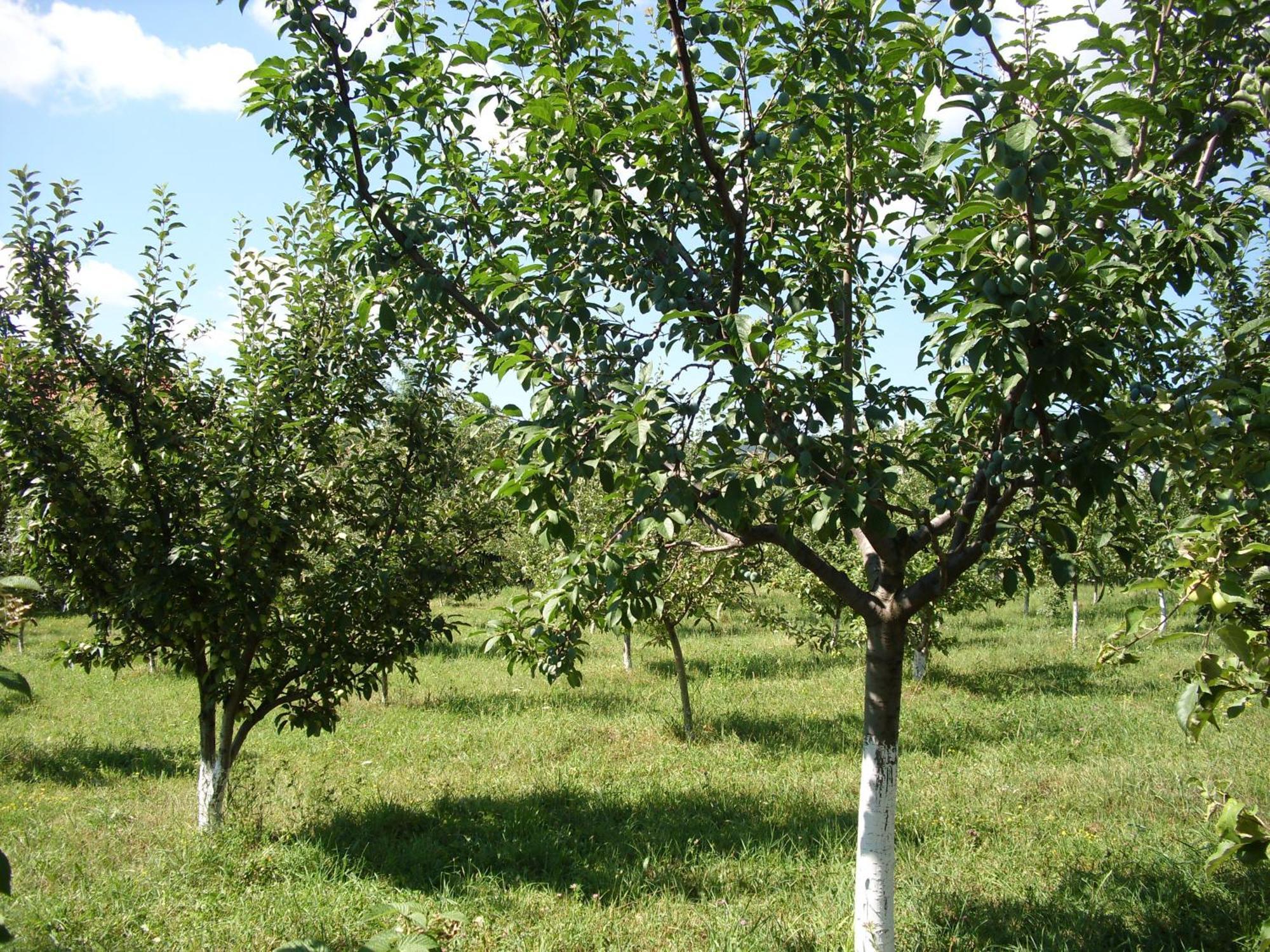 Padurea De Argint Βίλα Văratec Εξωτερικό φωτογραφία